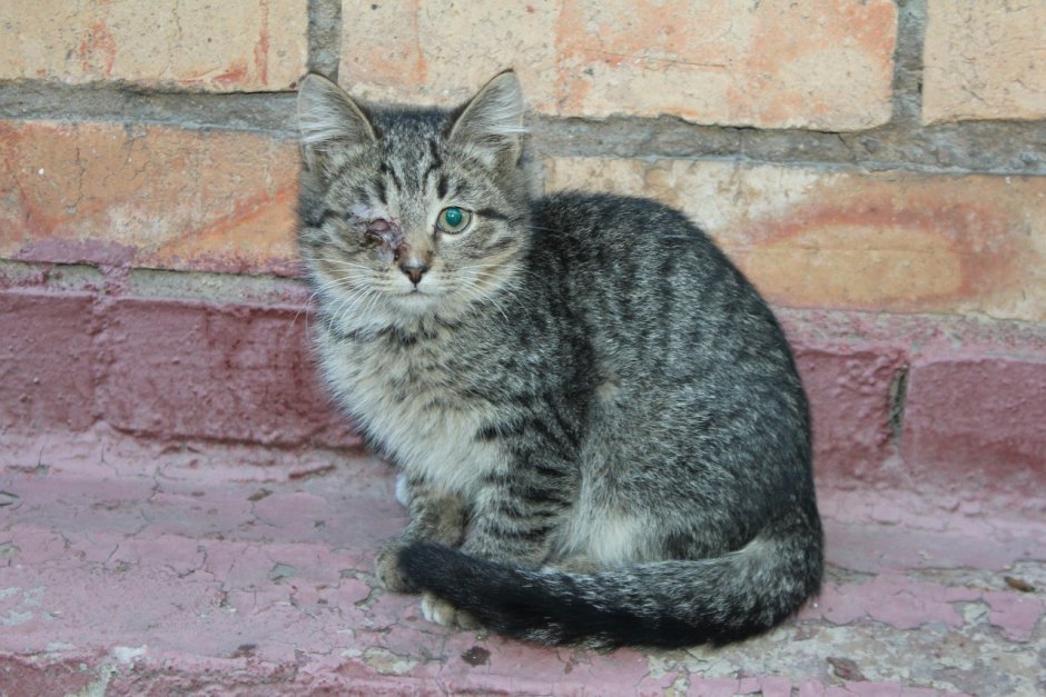 Кот Европейский короткошерстный Крысолов