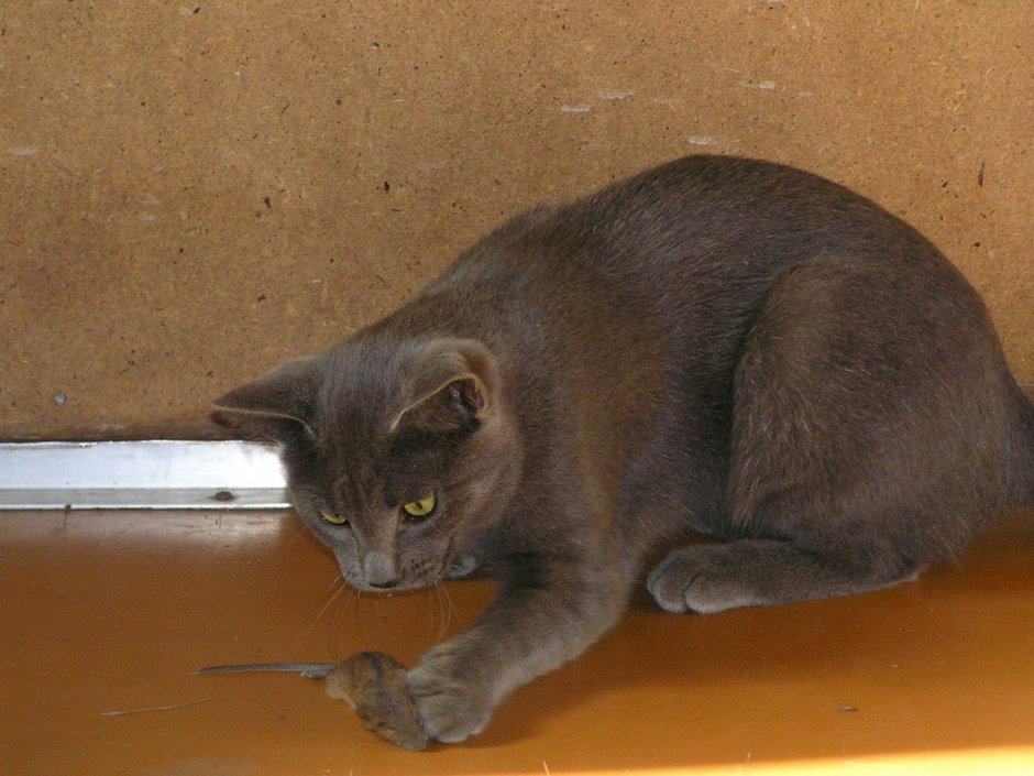Кошки британский Крысолов
