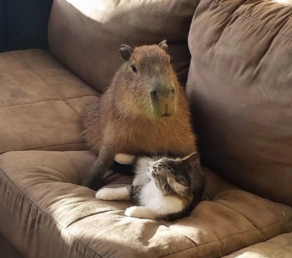 Капибара и кот