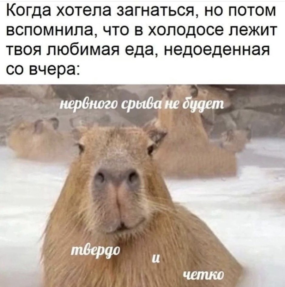 Капибара смешная