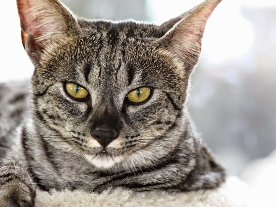 Швейцарский кот