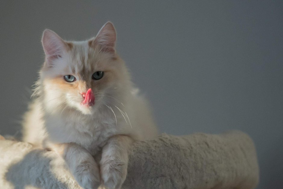 Коты закрытые расы