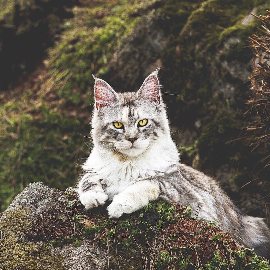 Величественная кошка