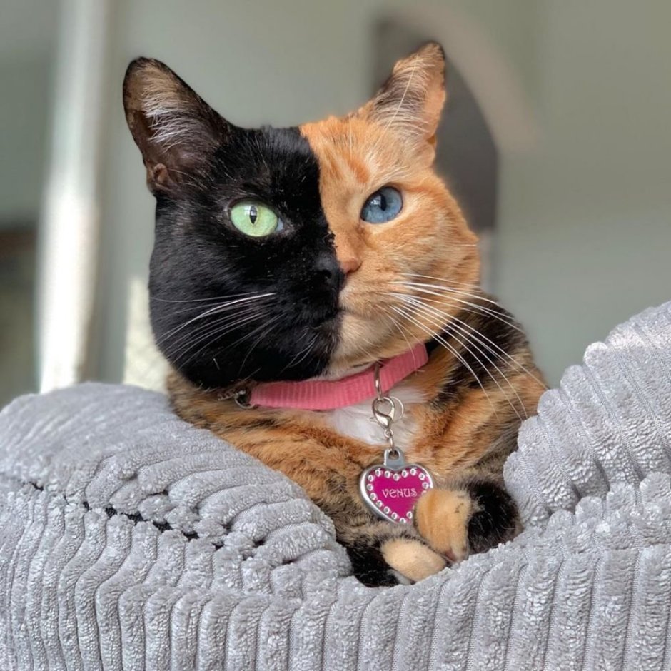 Двуликий кот Венус