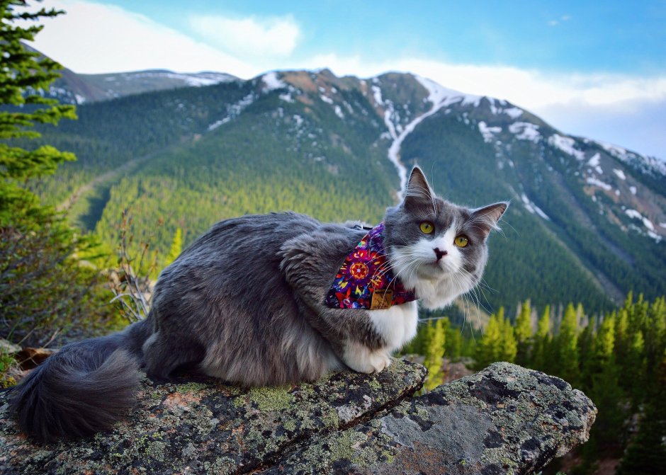 Андская Горная кошка