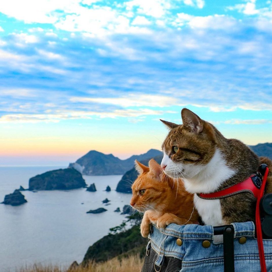 Коты путешественники