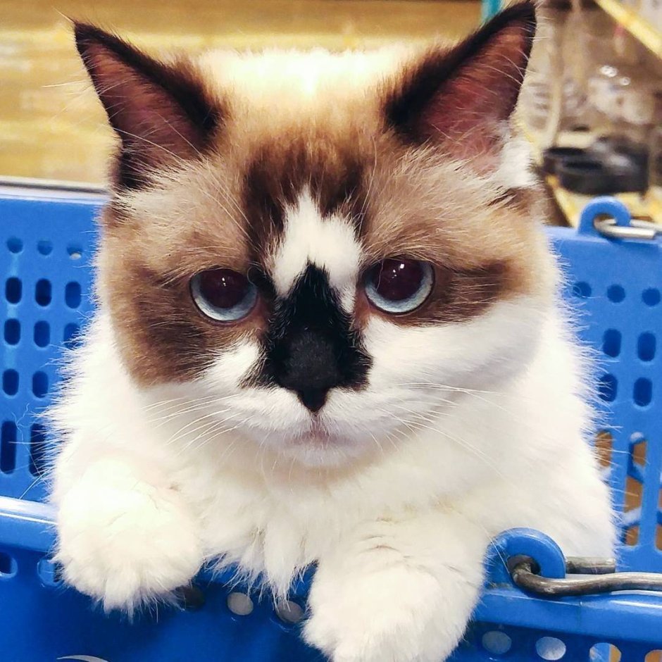 Кот Альберт Манчкин