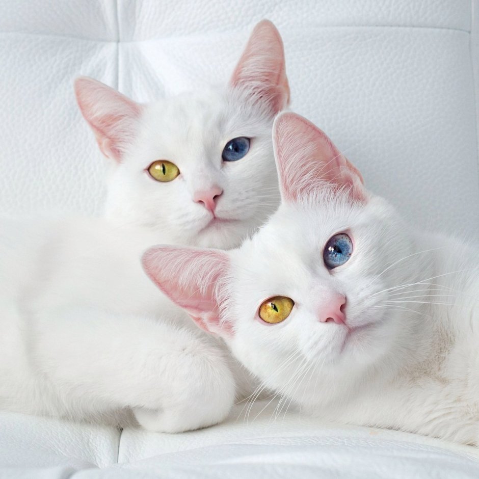 Котята Близнецы