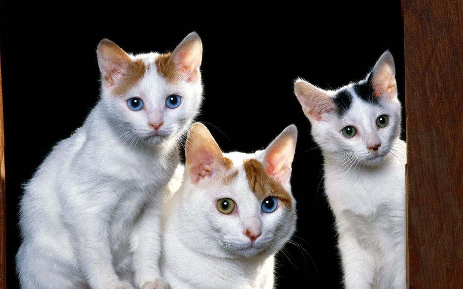 Кошки фото