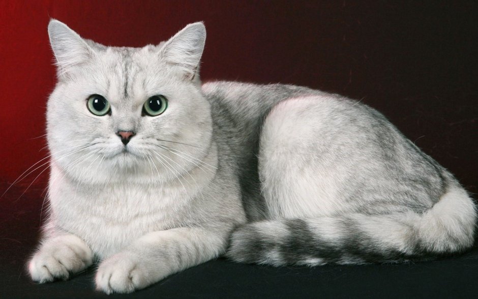 Иностранные породы кошек