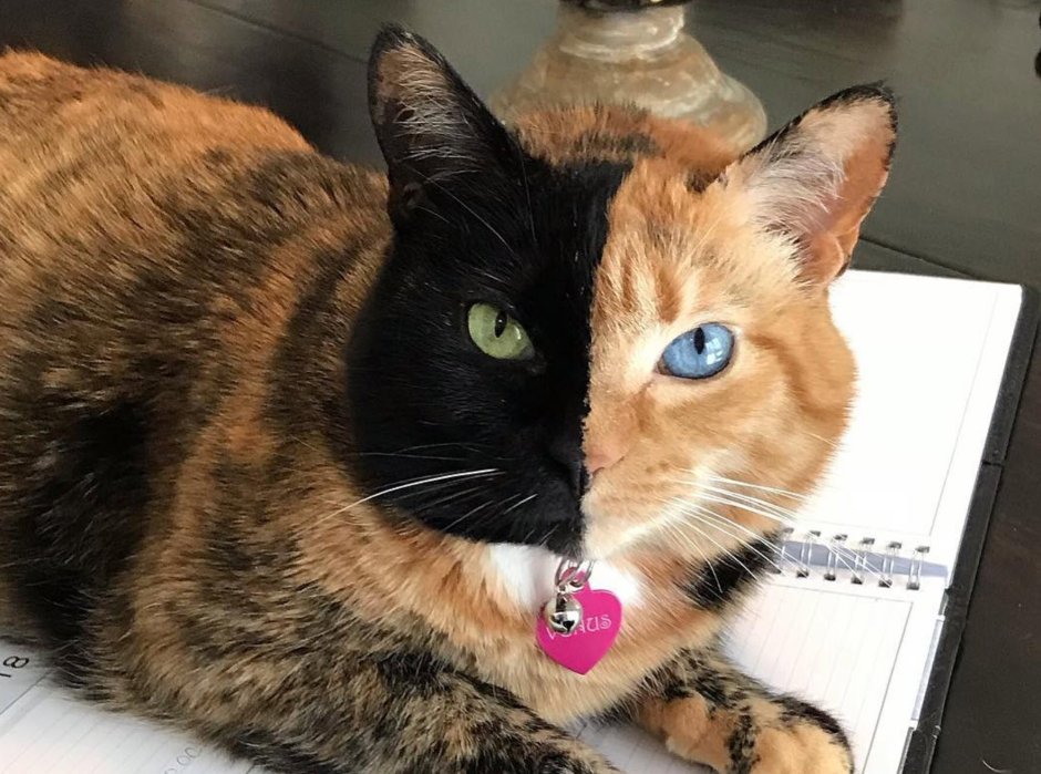 Химеризм у кошек