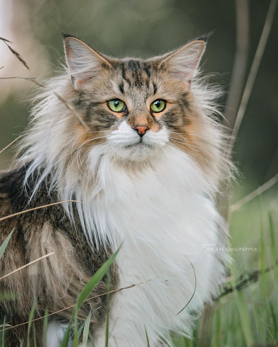 Норвежская Лесная кошка Калико