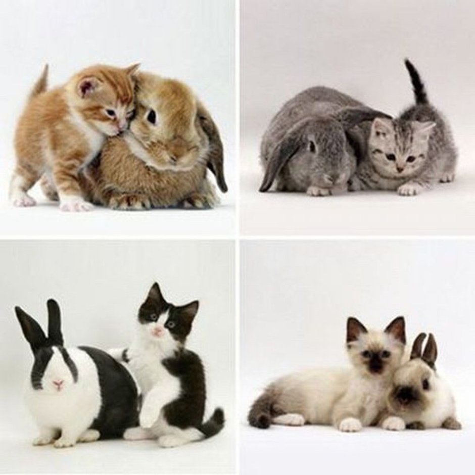 Кот и кролик