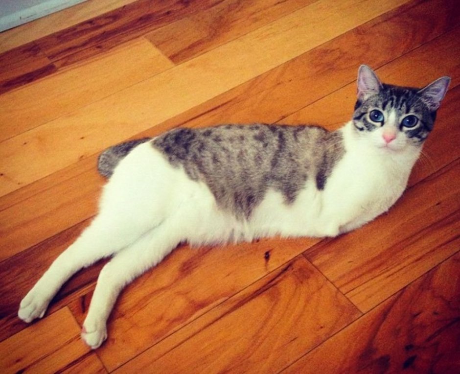 Кошка без передних лап