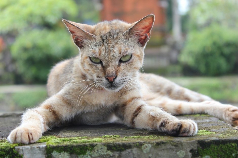 Испанская кошка