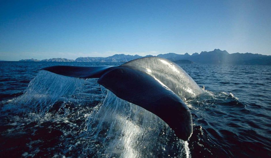 Самое большое морское животное в мире