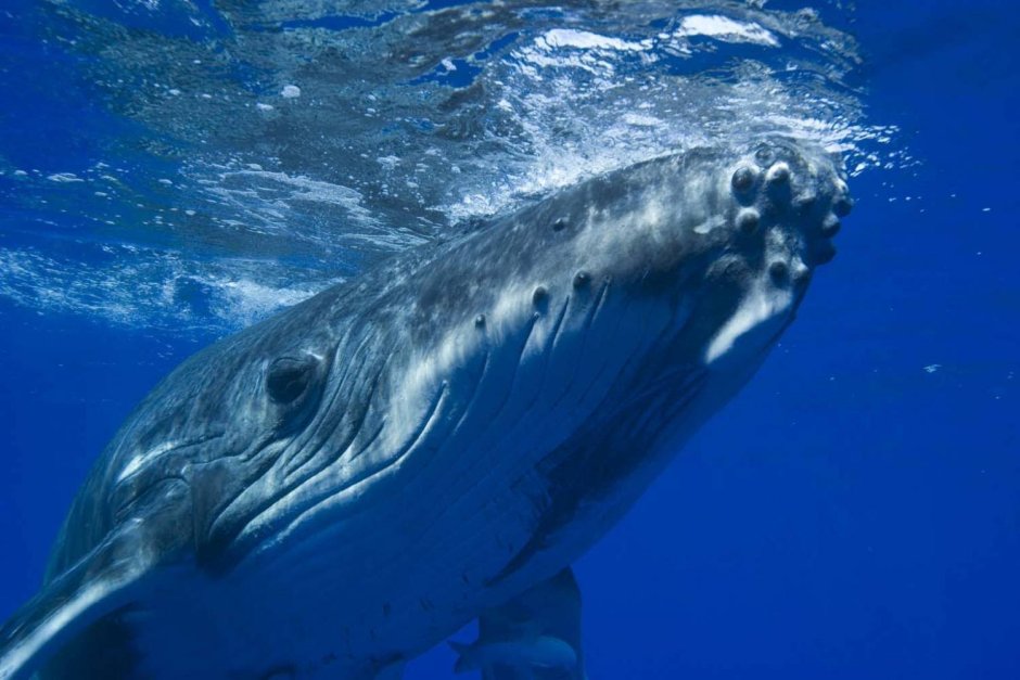 Голубой кит Balaenoptera musculus