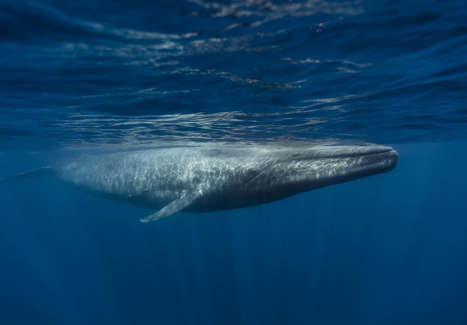 Голубой кит Balaenoptera musculus