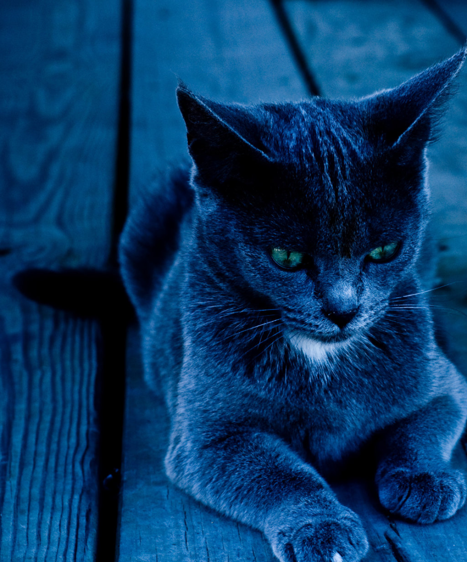 Котики в синих тонах