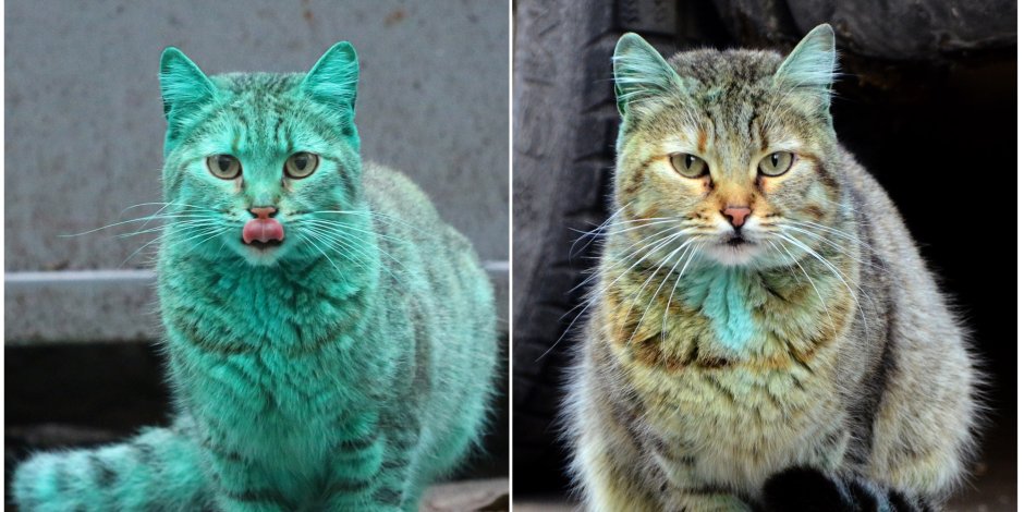 Кошка зеленого цвета