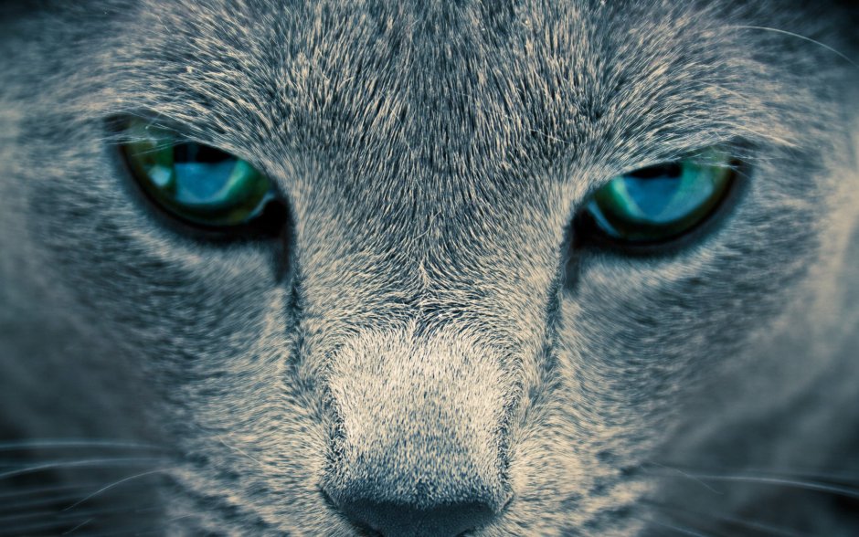 Взгляд кошки