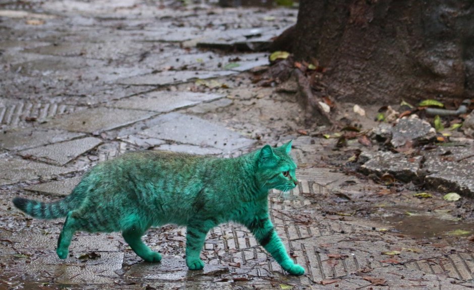 Зеленый кот Варна