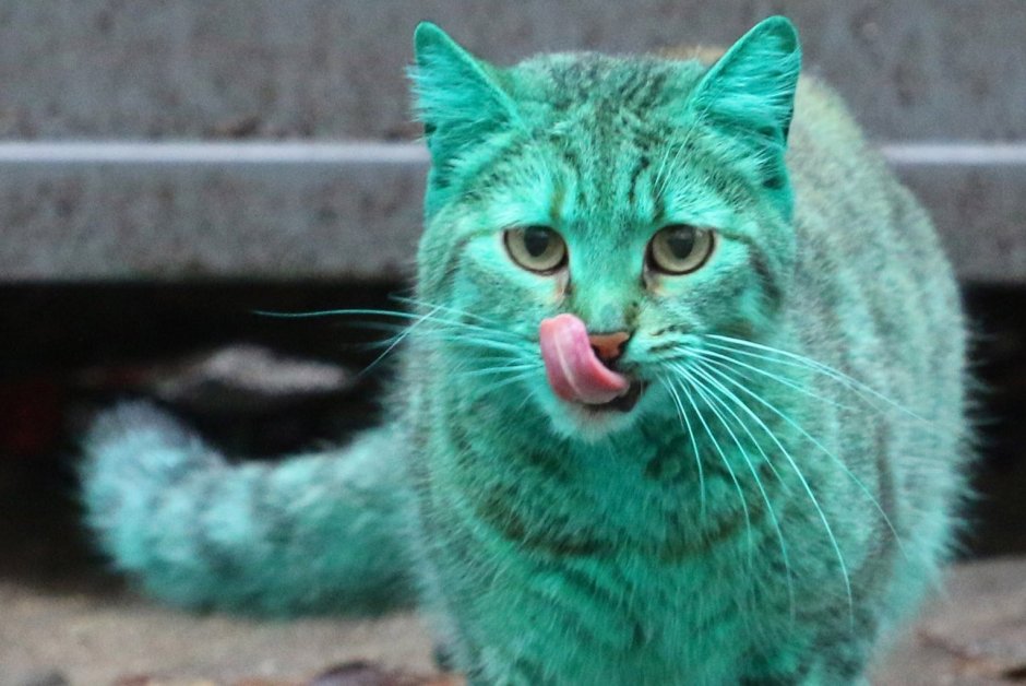 Зеленый котенок