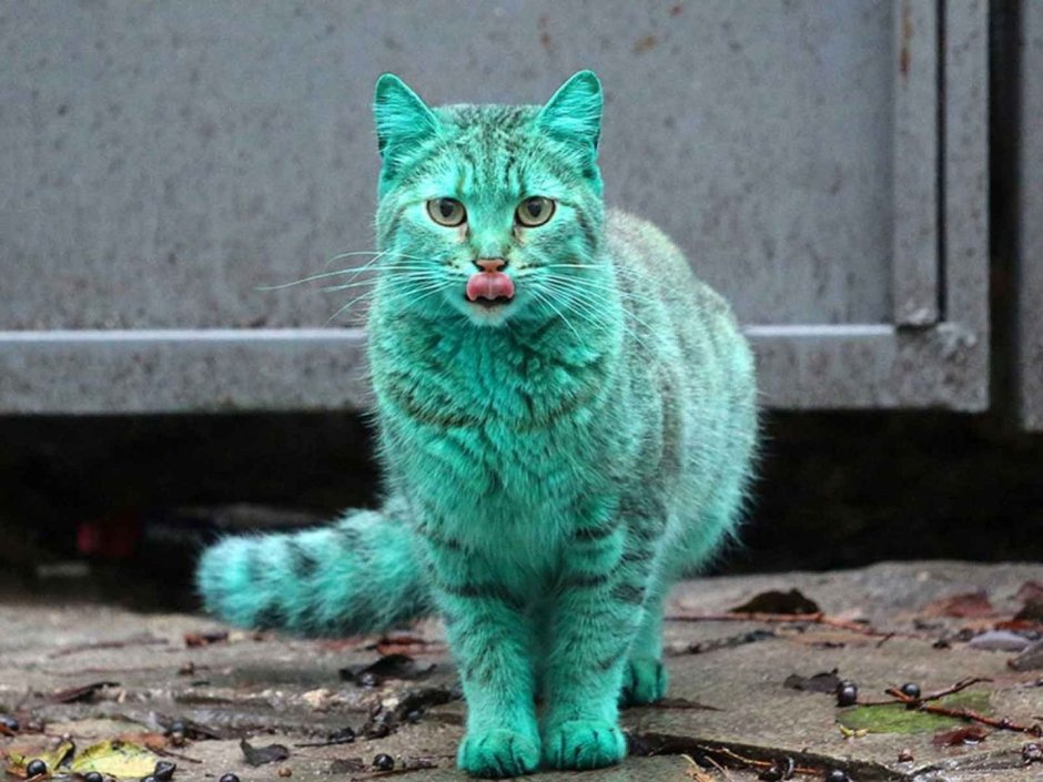 Зеленый кот Варна