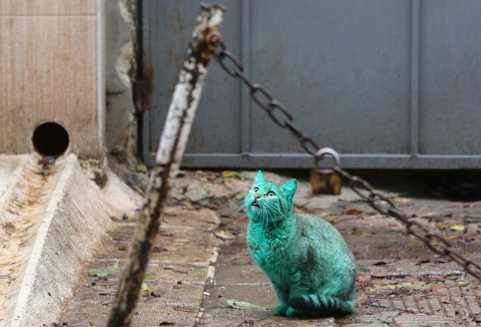 Зеленый кот Варна