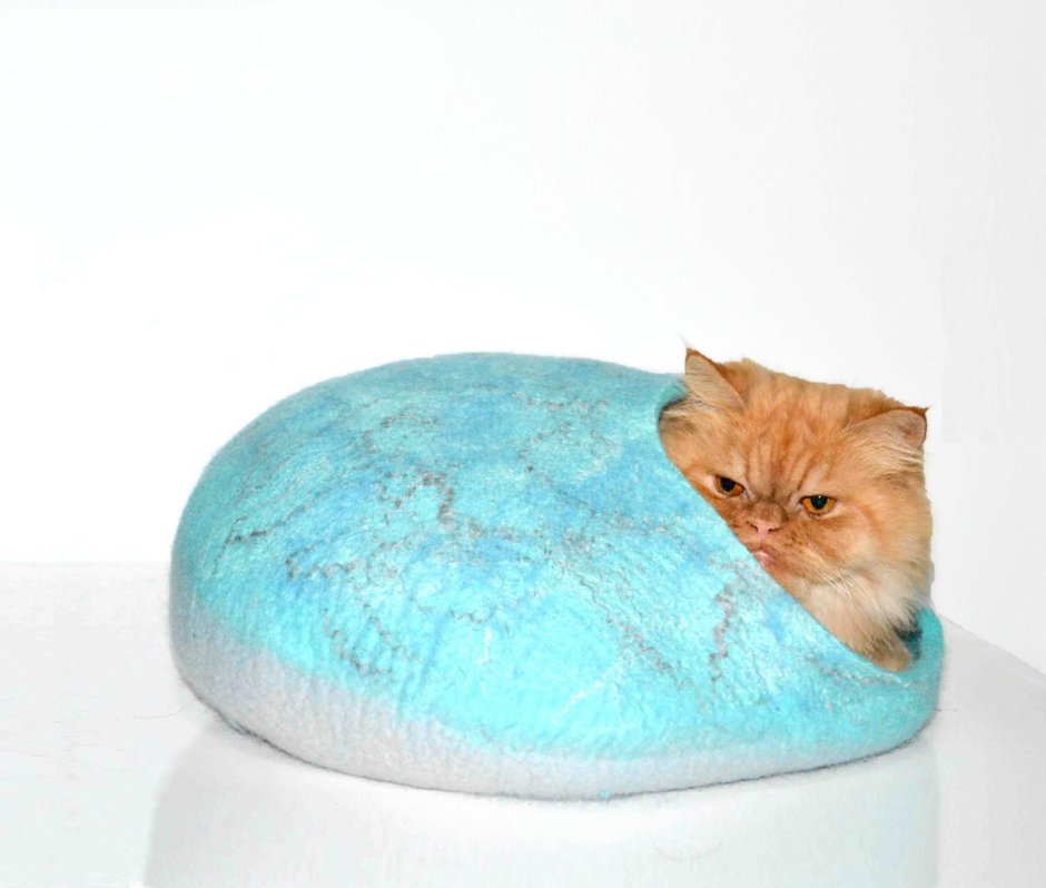 Коралловый котенок