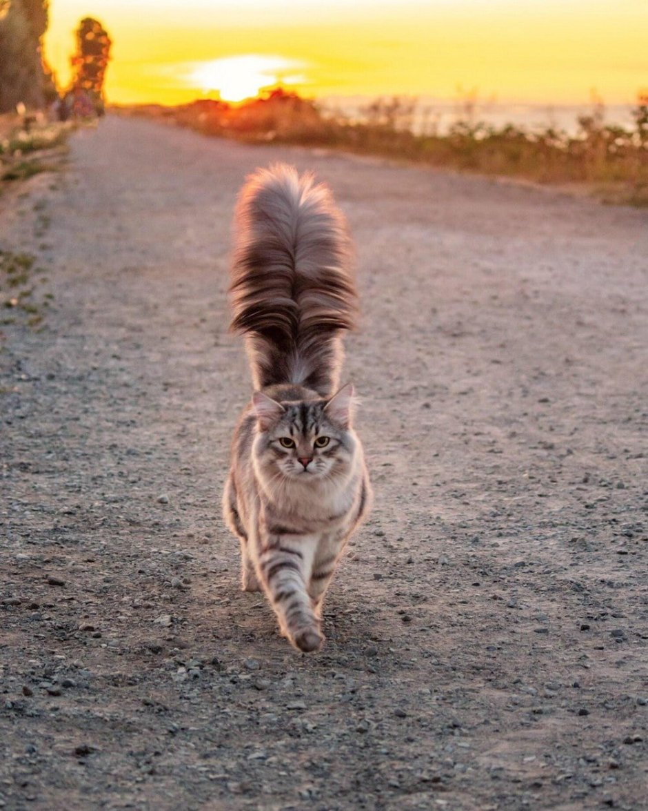 Кошка с поднятым хвостом