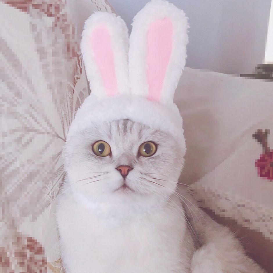 Кошка с заячьими ушами