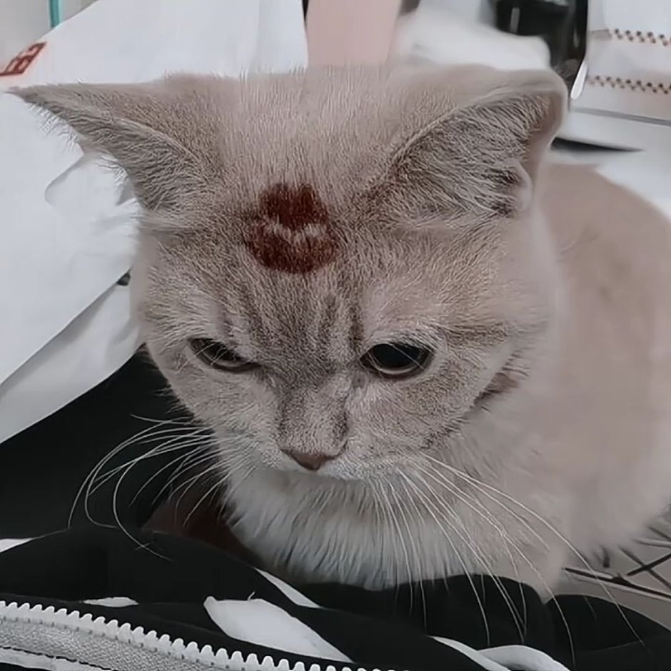 Кот чмок