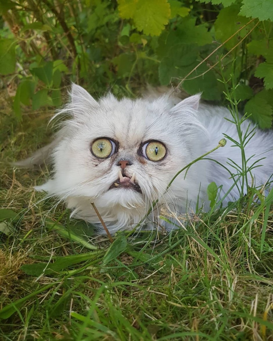 Вилфред Варриор