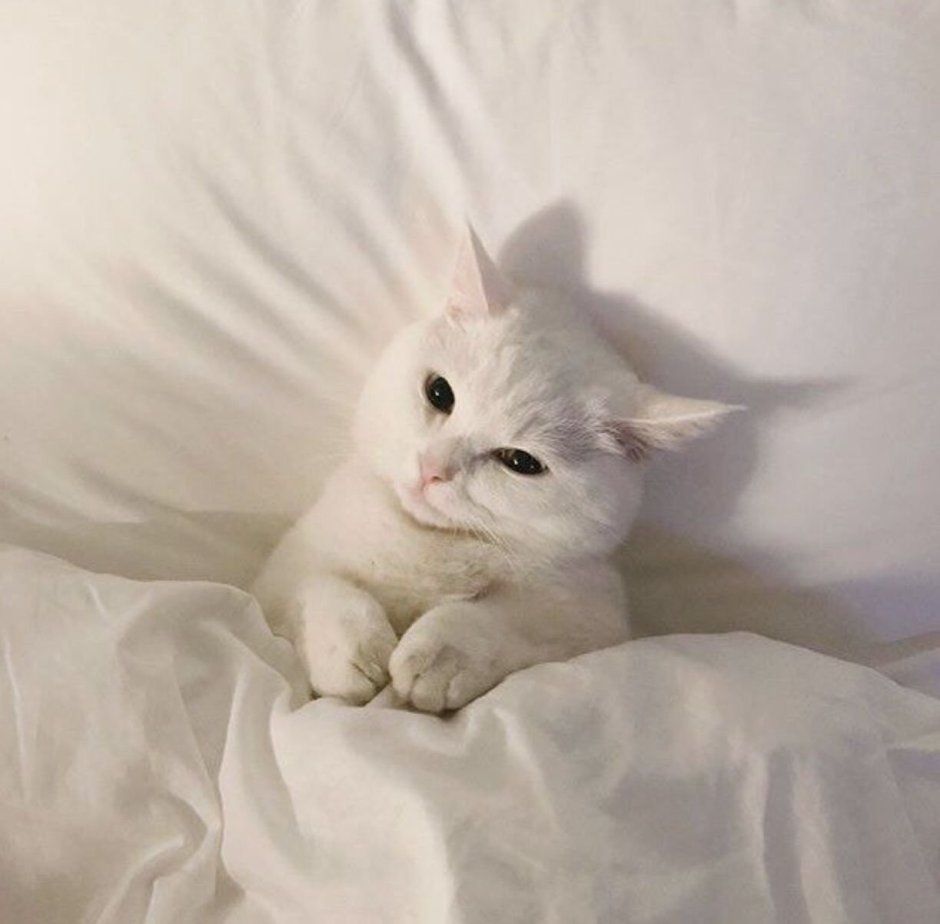Милый белый кот