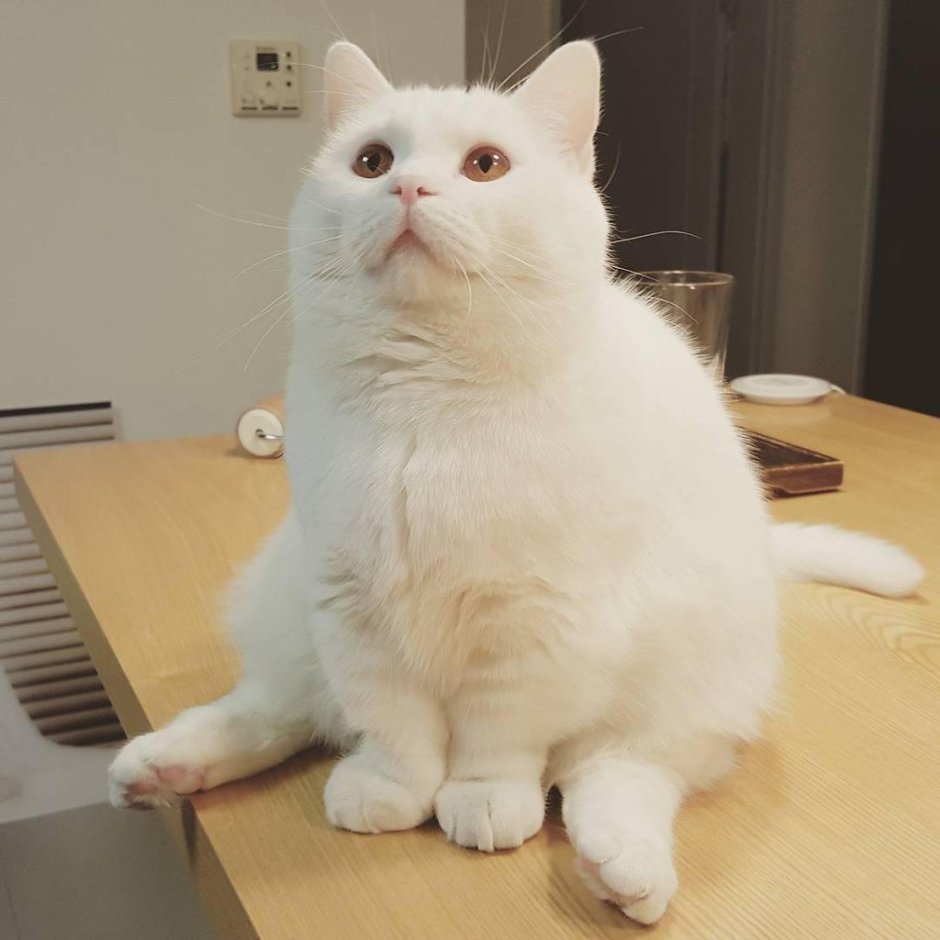 Белый толстый котик