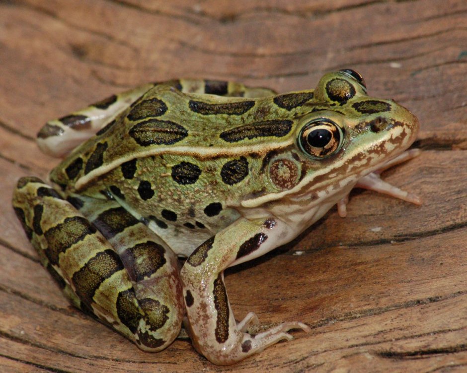 Lithobates pipiens
