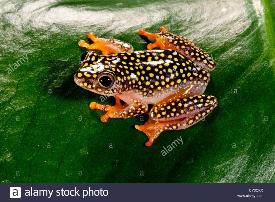 Heterixalus alboguttatus