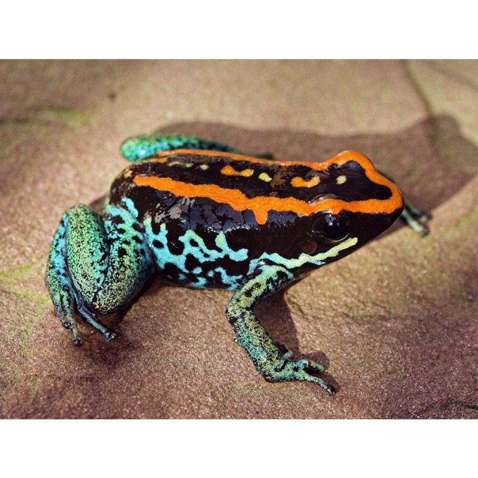 Полосатый листолаз phyllobates vittatus