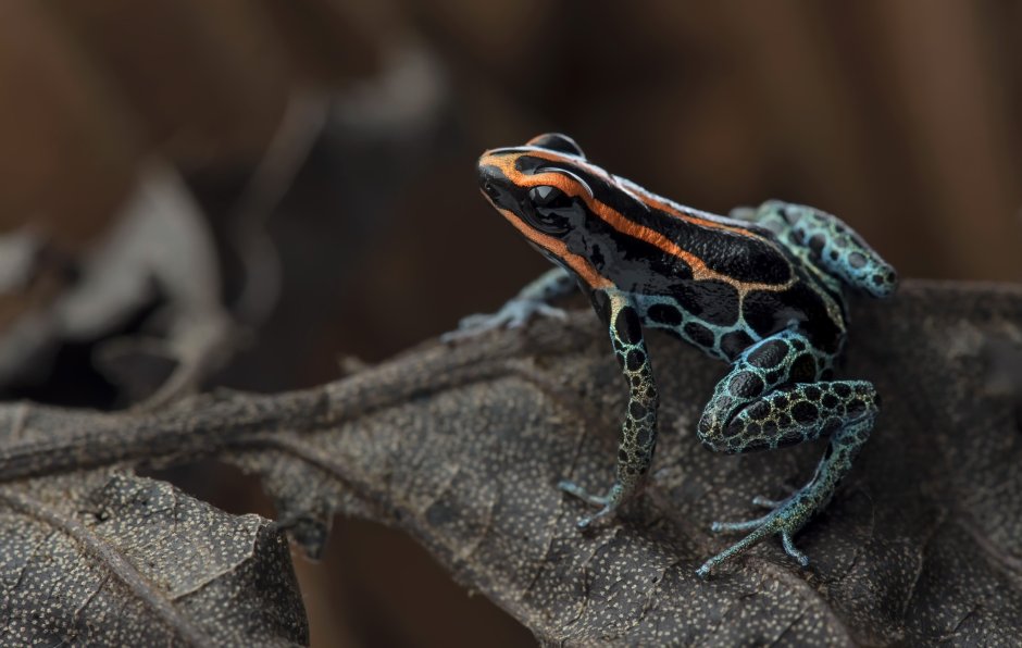 Пятнистая ядовитая лягушка (Ranitomeya variabilis)