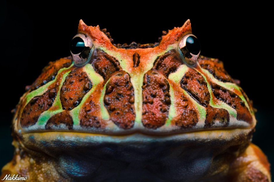 Ceratophrys Ornata texstura