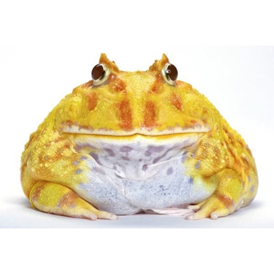 Чакская рогатка ceratophrys cranwelli