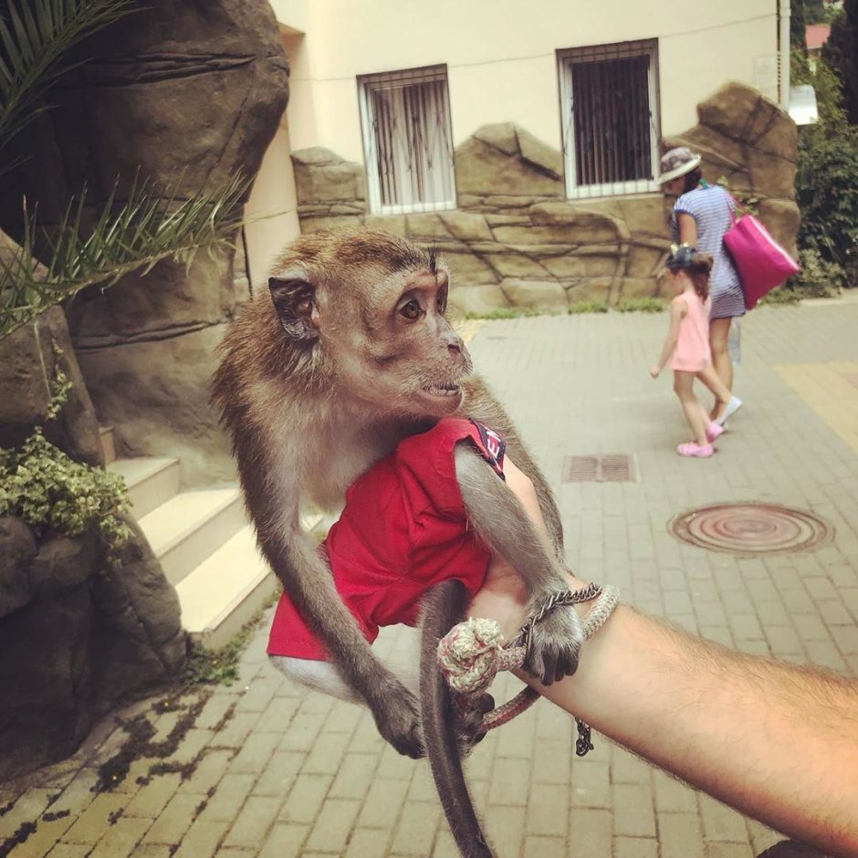 Пляжные фотографы с животными