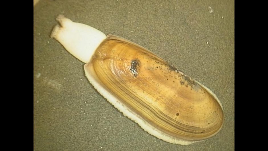 Морской черенок, Siliqua patula
