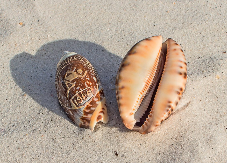 Cockles моллюск