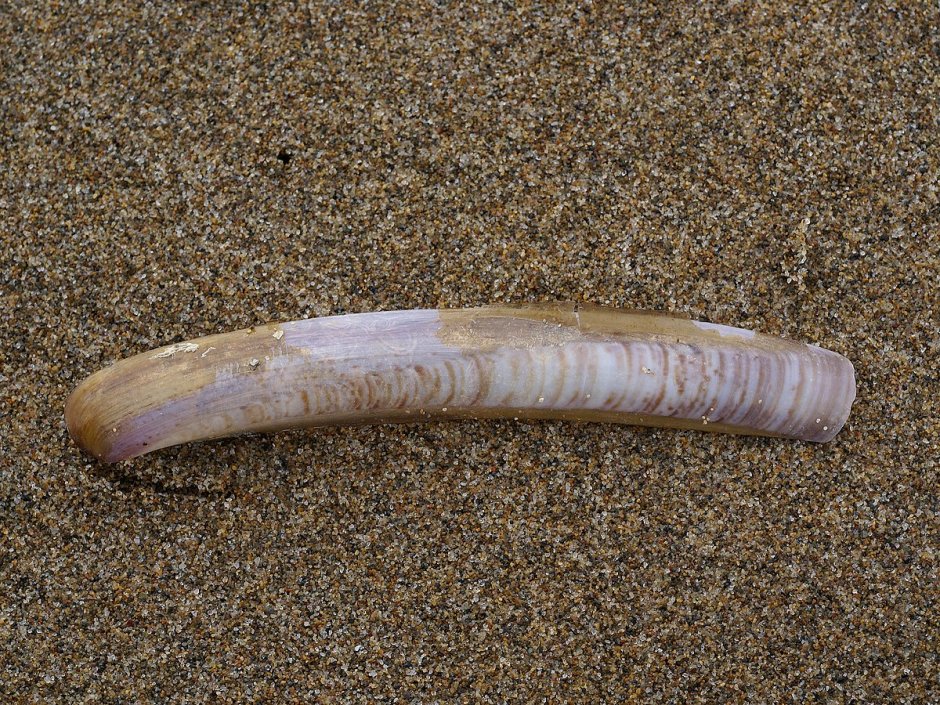 Морской черенок (solen marginatus).