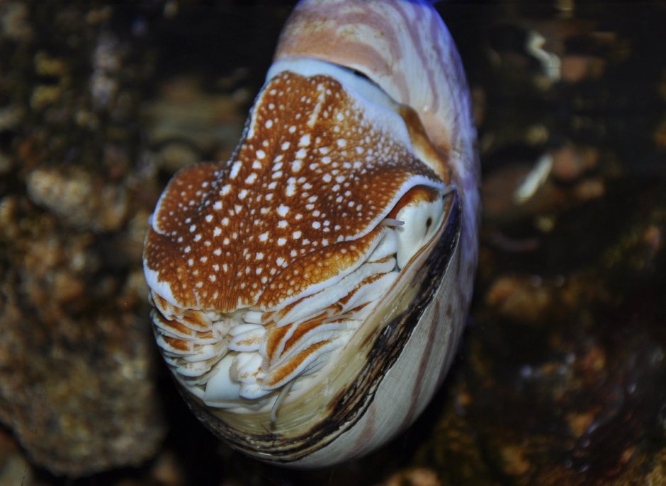 Nautilus macromphalus