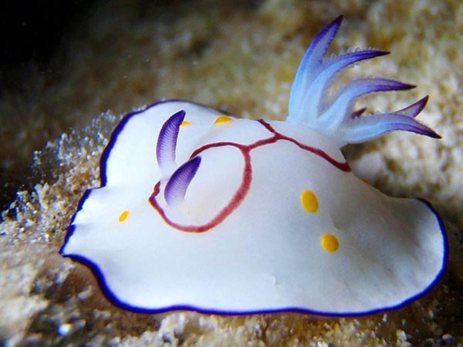 Морской СЛИЗНЯК Голожаберник