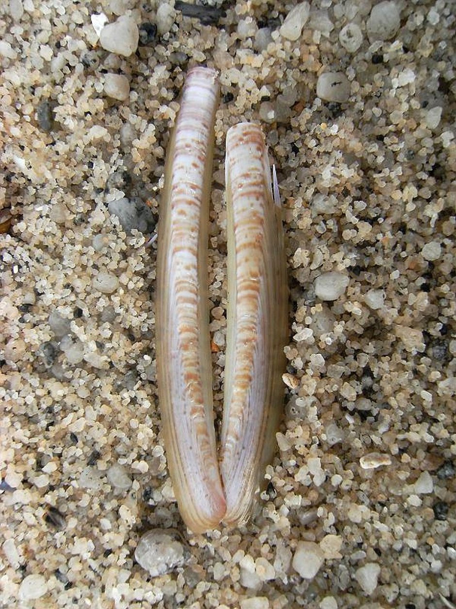 Морской черенок (solen marginatus).