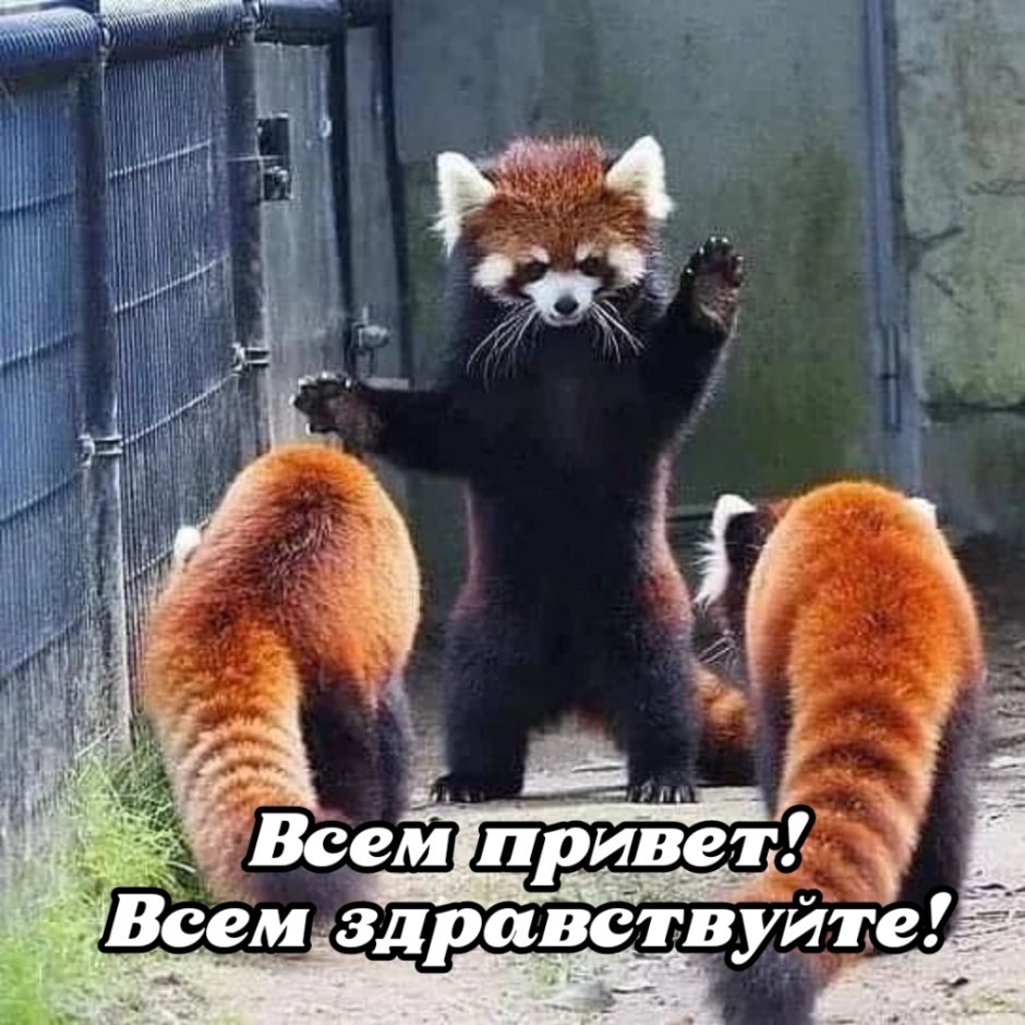 Малая Панда защищается